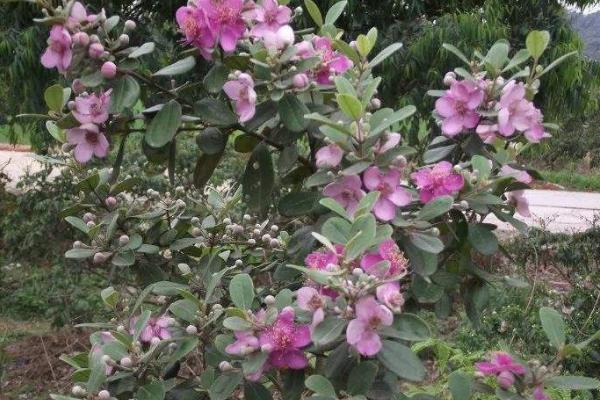 稔子種植技術(shù)與產(chǎn)量