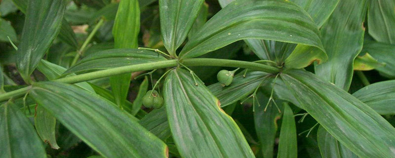 黃精什么時候種植