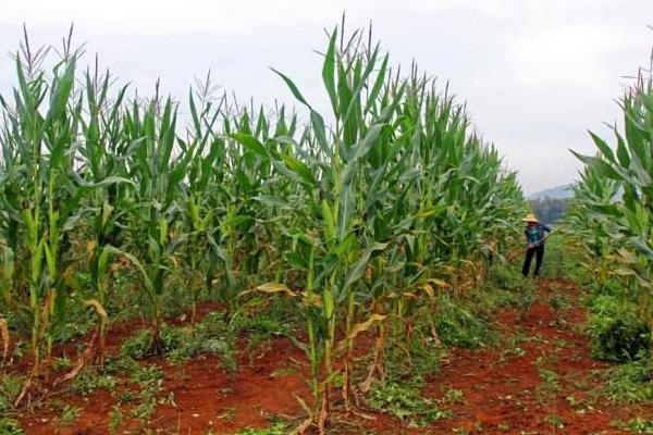 玉米高產(chǎn)栽培技術(shù)措施