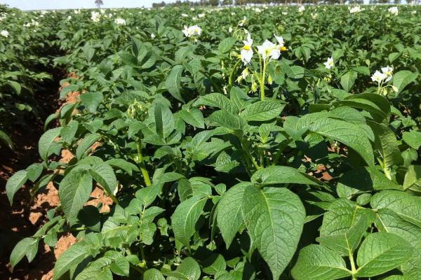 土豆的正常產量每畝