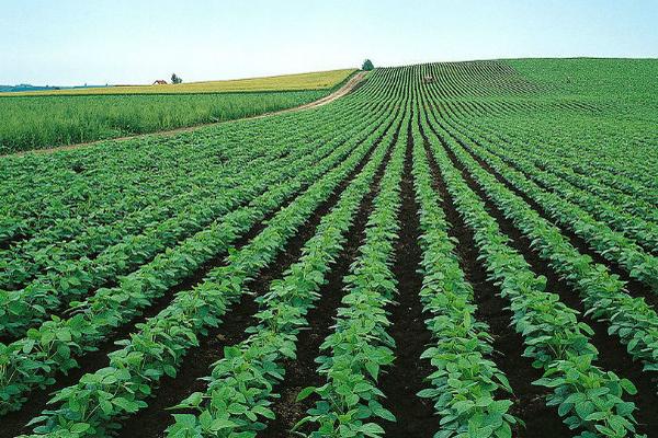 土豆的正常產量每畝