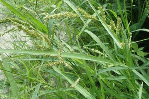 環嗪酮使用方法