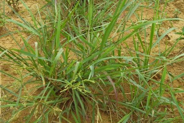 環嗪酮使用方法