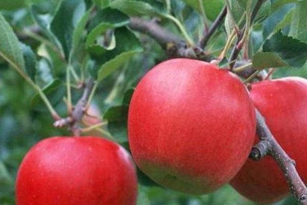 蘋果樹苗新品種
