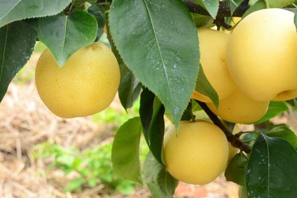 蘋果樹苗新品種