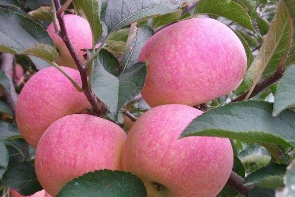 蘋果樹苗新品種