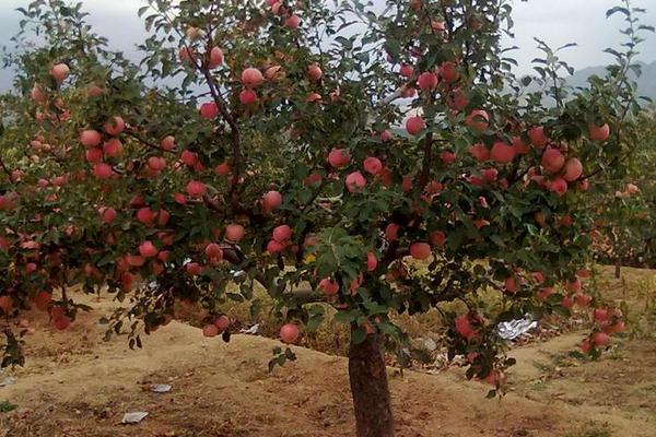 蘋果樹苗新品種