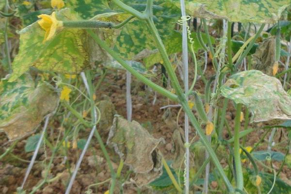 冷棚黃瓜常見病害及防治方法