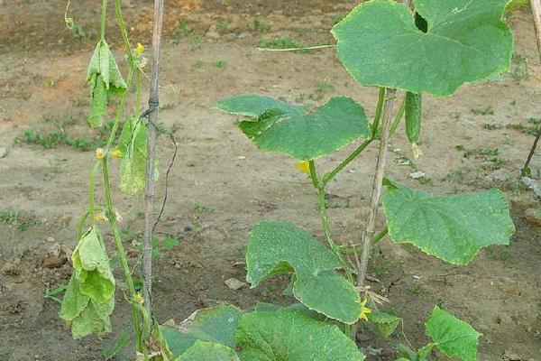 冷棚黃瓜常見病害及防治方法