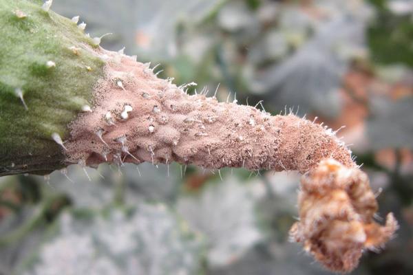 冷棚黃瓜常見病害及防治方法
