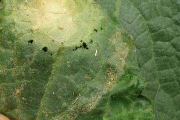 冷棚黃瓜常見病害及防治方法