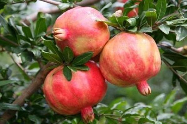 石榴樹施肥時間和方法