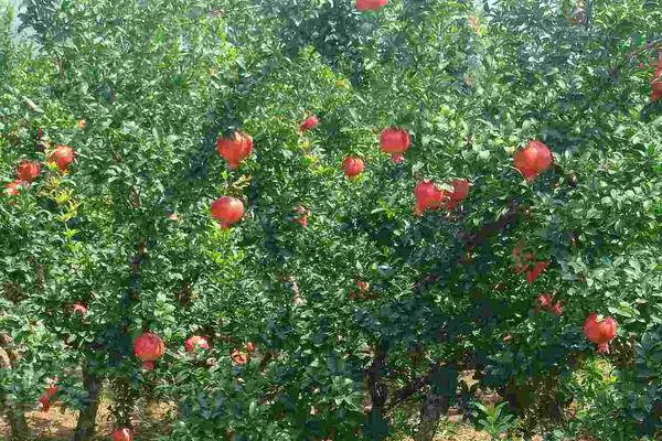 石榴樹施肥時間和方法