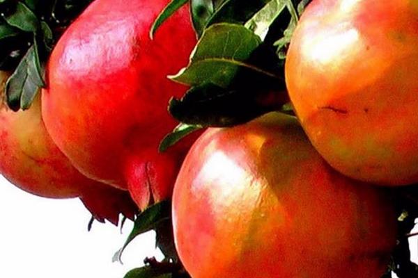 石榴樹施肥時間和方法