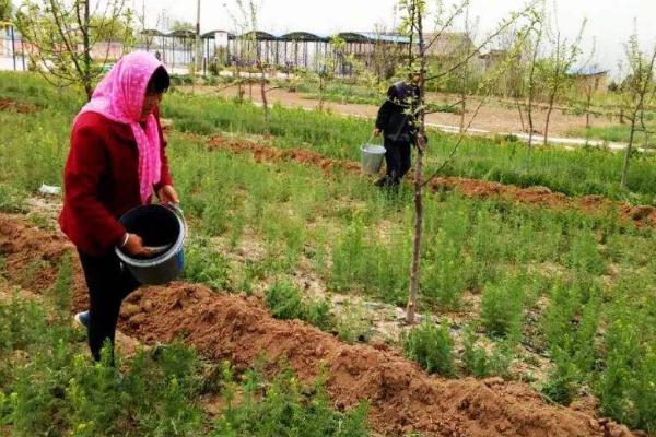 硝硫基與硫酸鉀的區(qū)別