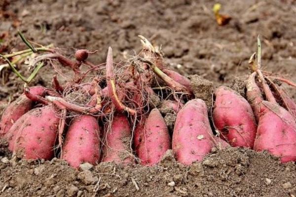 普薯32紅薯品種介紹