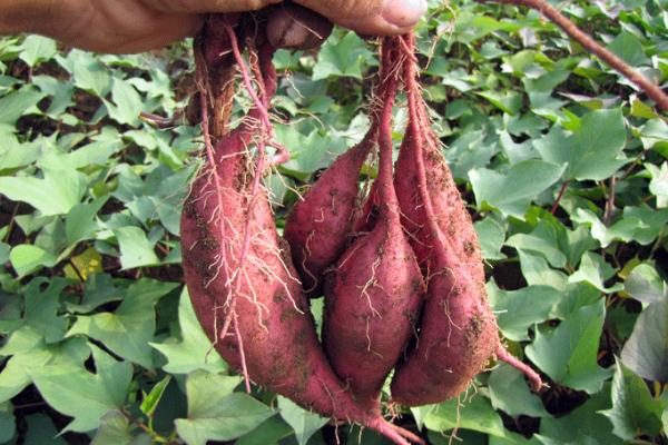 普薯32紅薯品種介紹