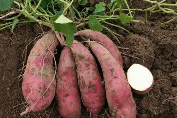 普薯32紅薯品種介紹