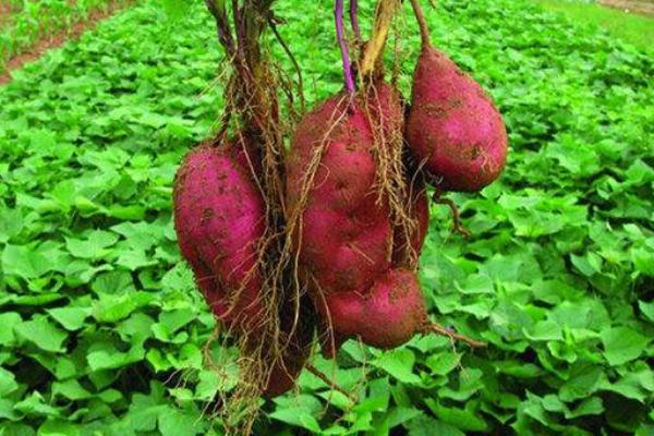 普薯32紅薯品種介紹