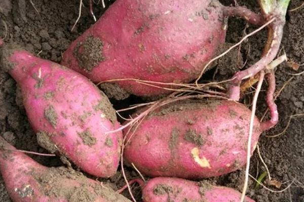 普薯32紅薯品種介紹