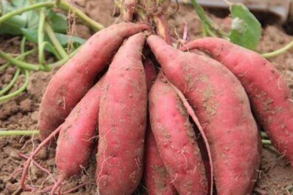 普薯32紅薯品種介紹