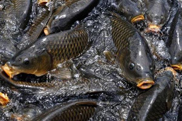 鯉魚飼料配方比例