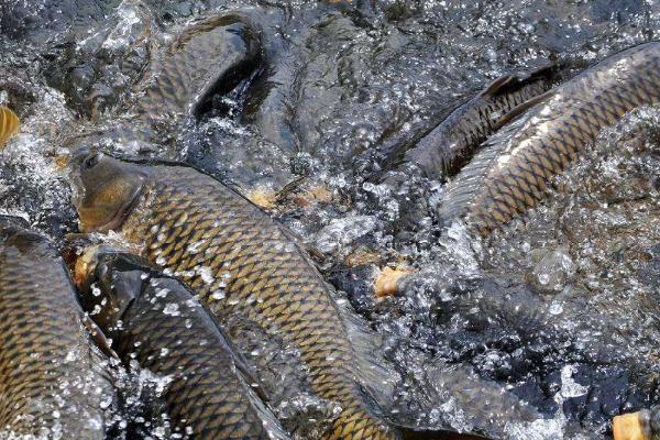 鯉魚飼料配方比例