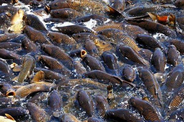 鯉魚飼料配方比例