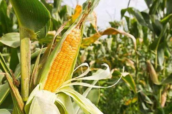 東農275玉米種子介紹