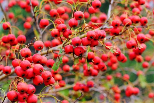 山楂的種植方法
