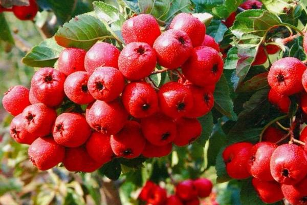 山楂的種植方法