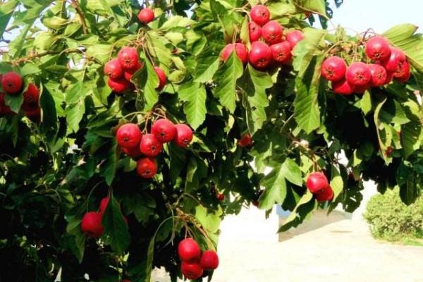 山楂的種植方法