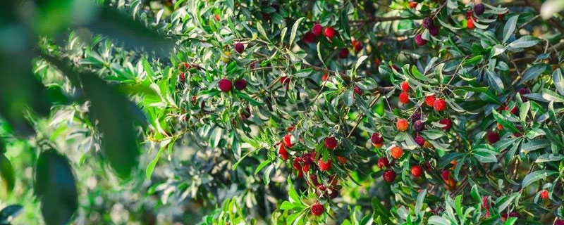 楊梅樹的種植技術修剪