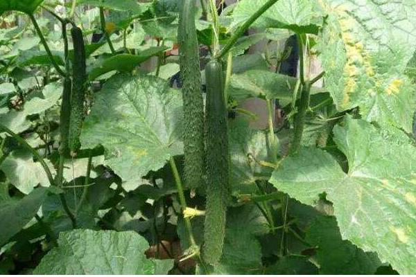 黃瓜炭疽病特效藥