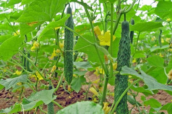 黃瓜炭疽病特效藥