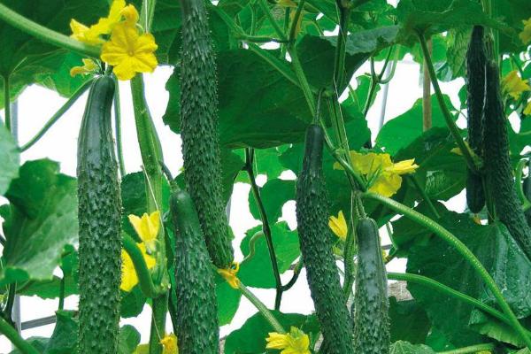 黃瓜炭疽病特效藥