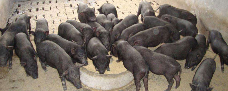 哪里有黑豬苗出售