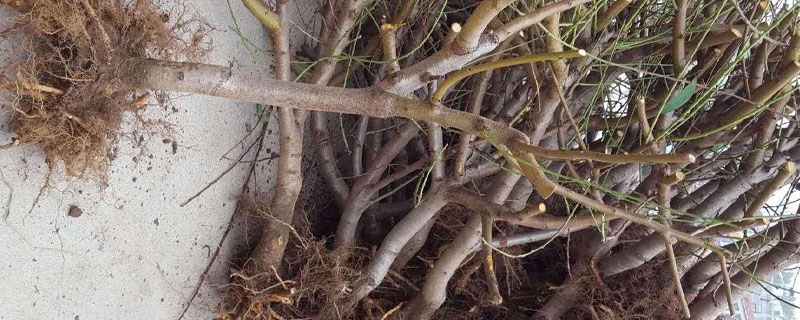 新品種李子苗多少錢