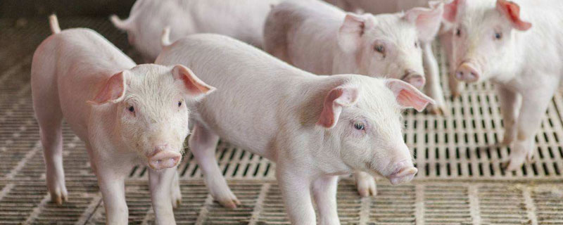 大蒜喂豬的方法