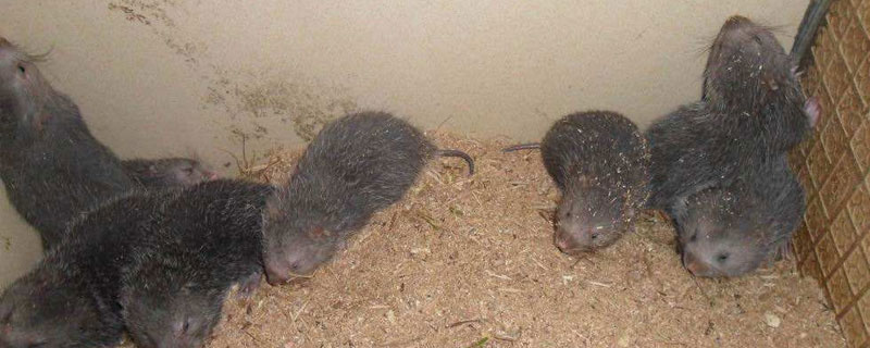 竹鼠苗哪里有售？多少錢一對