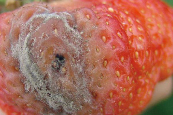 草莓爛果是什么原因