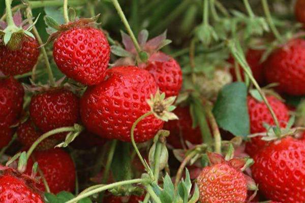 草莓爛果是什么原因