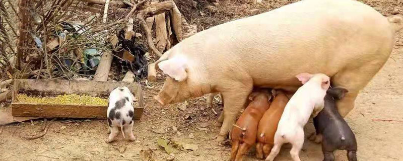 后備母豬的飼料配方