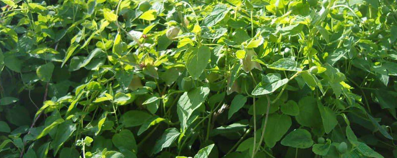 黨參種植需要幾年才可以采收