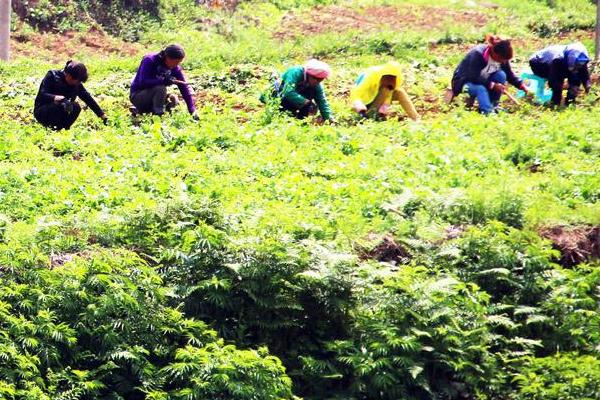 黨參種植需要幾年