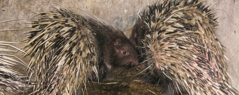 豪豬養(yǎng)殖條件