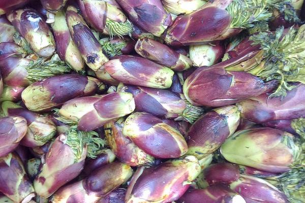 刺龍苞怎么種植