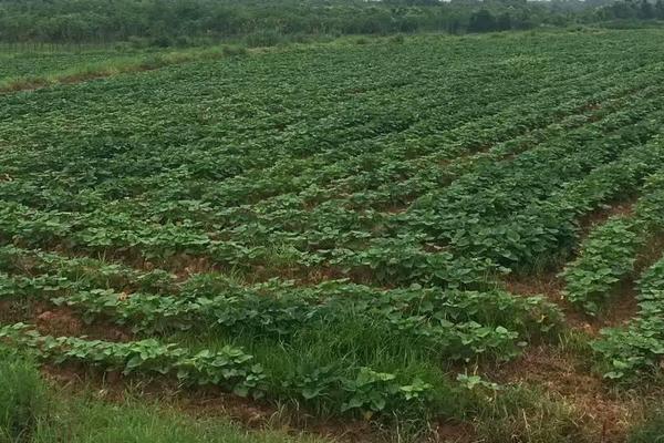 春紅薯種植時(shí)間