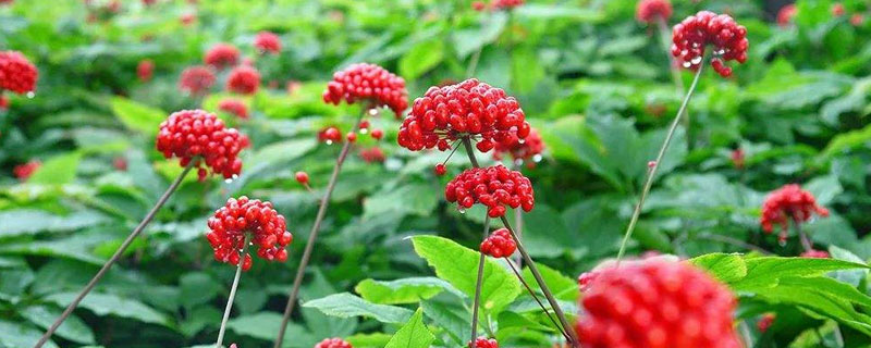 西洋參種植條件和方法