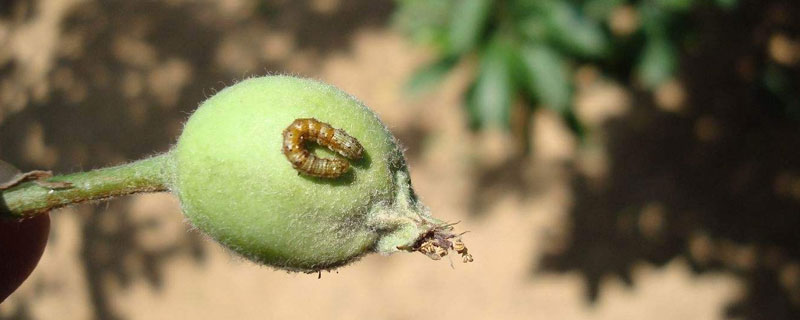 食心蟲用什么藥